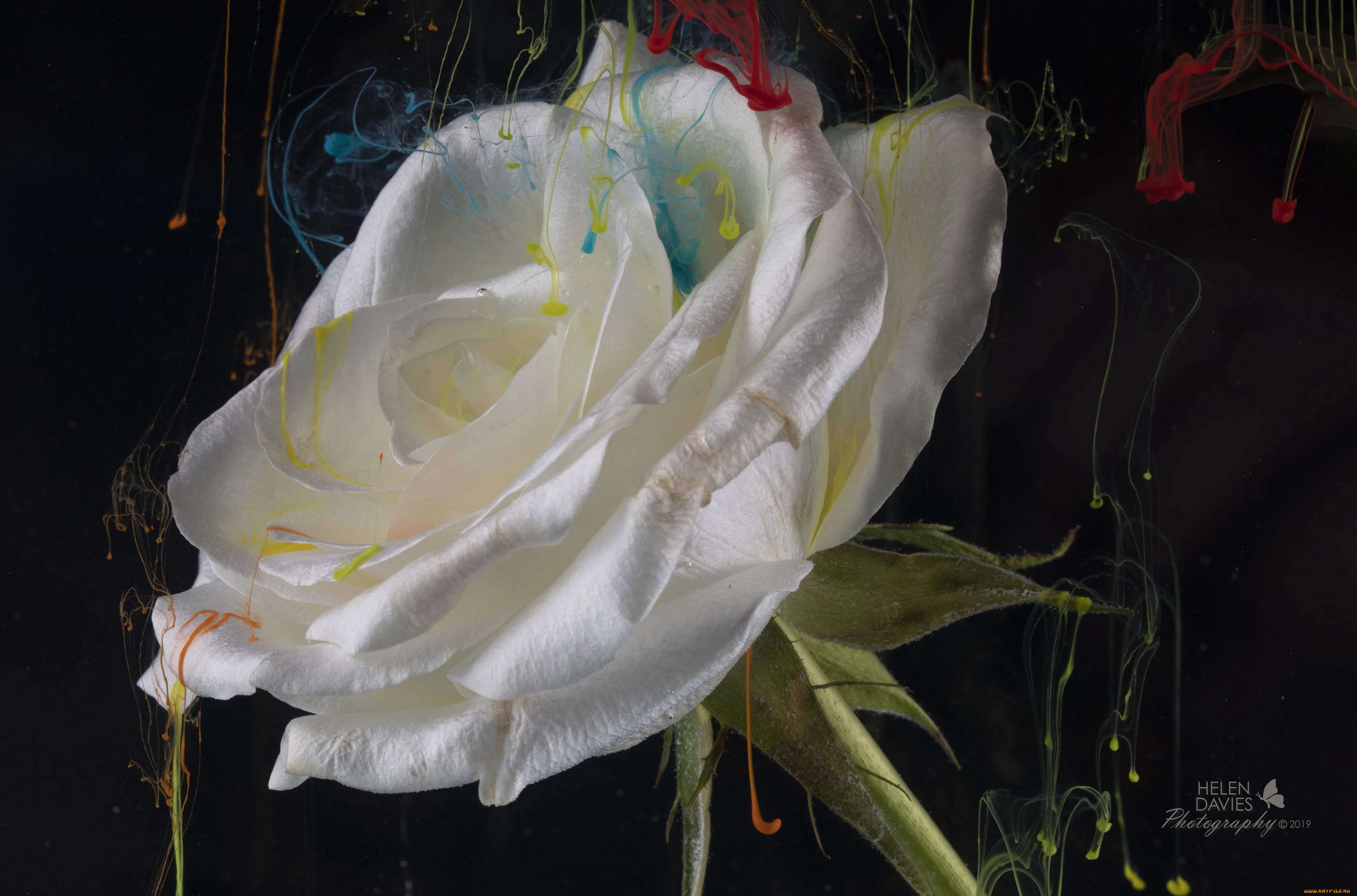 , , helen, davies